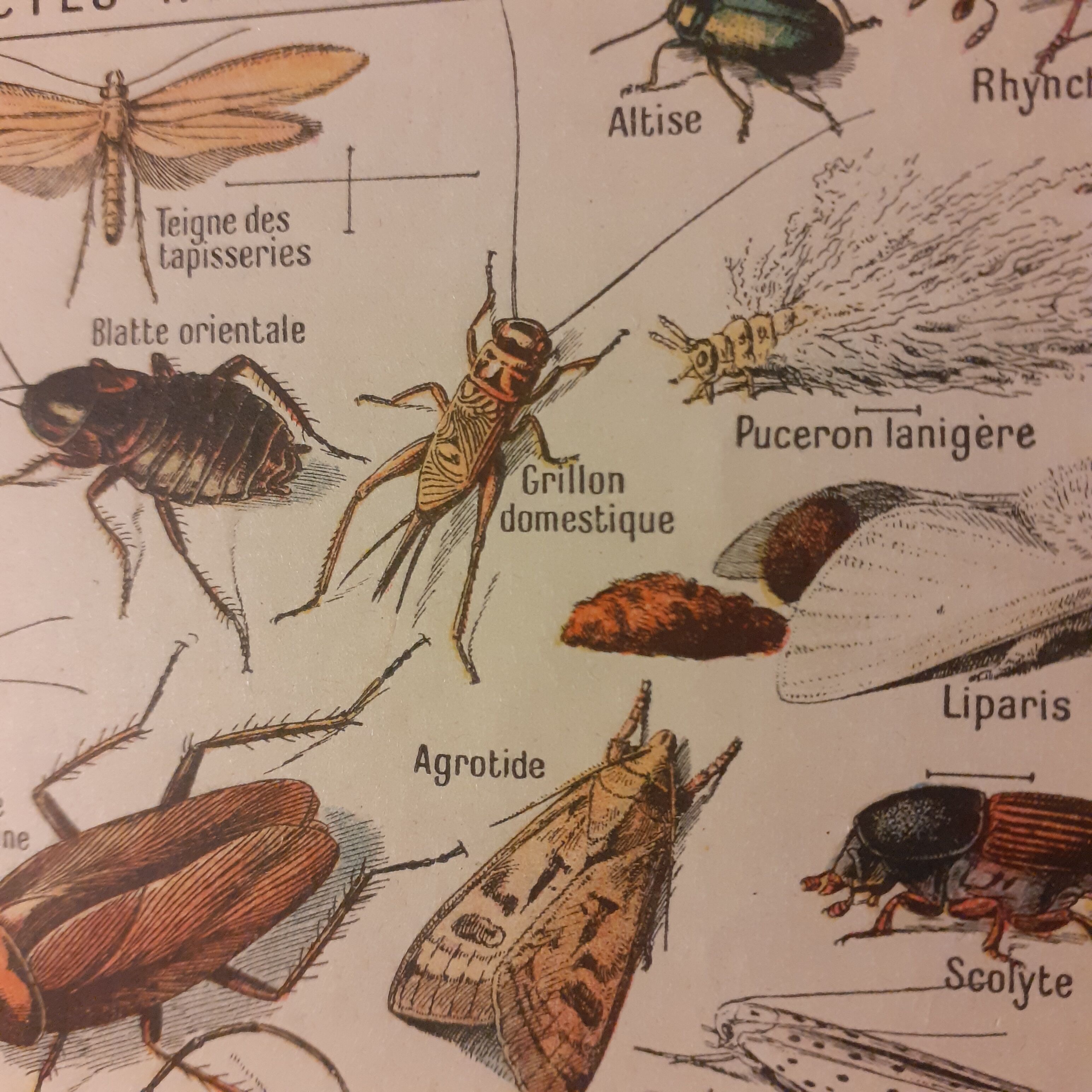 Lithographie sur les insectes de 1922
