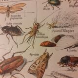 Lithographie sur les insectes de 1922