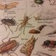 Lithographie sur les insectes de 1922