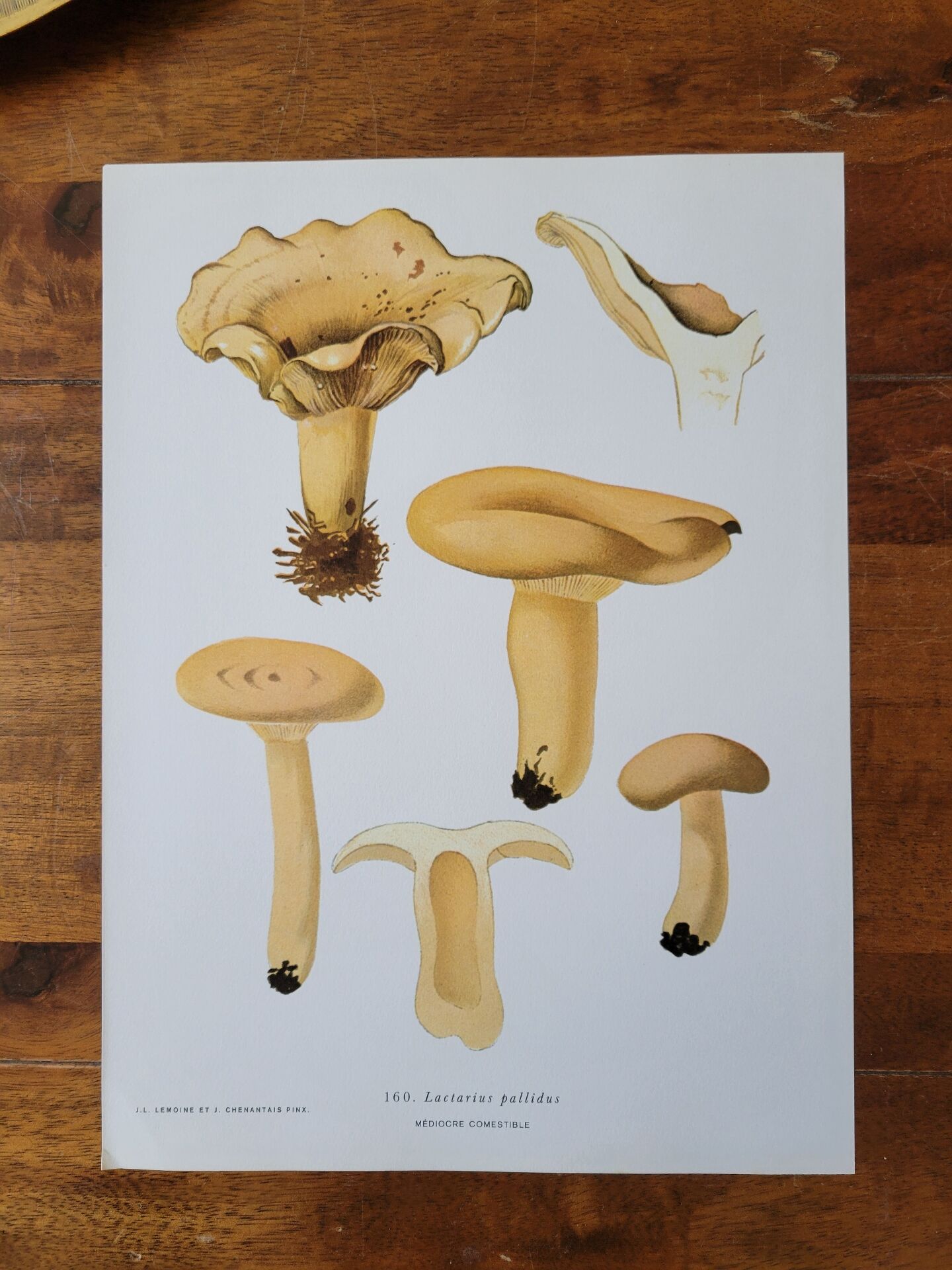 Planche lithographique champignon Lactaire, 1960