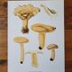 Planche lithographique champignon Lactaire, 1960