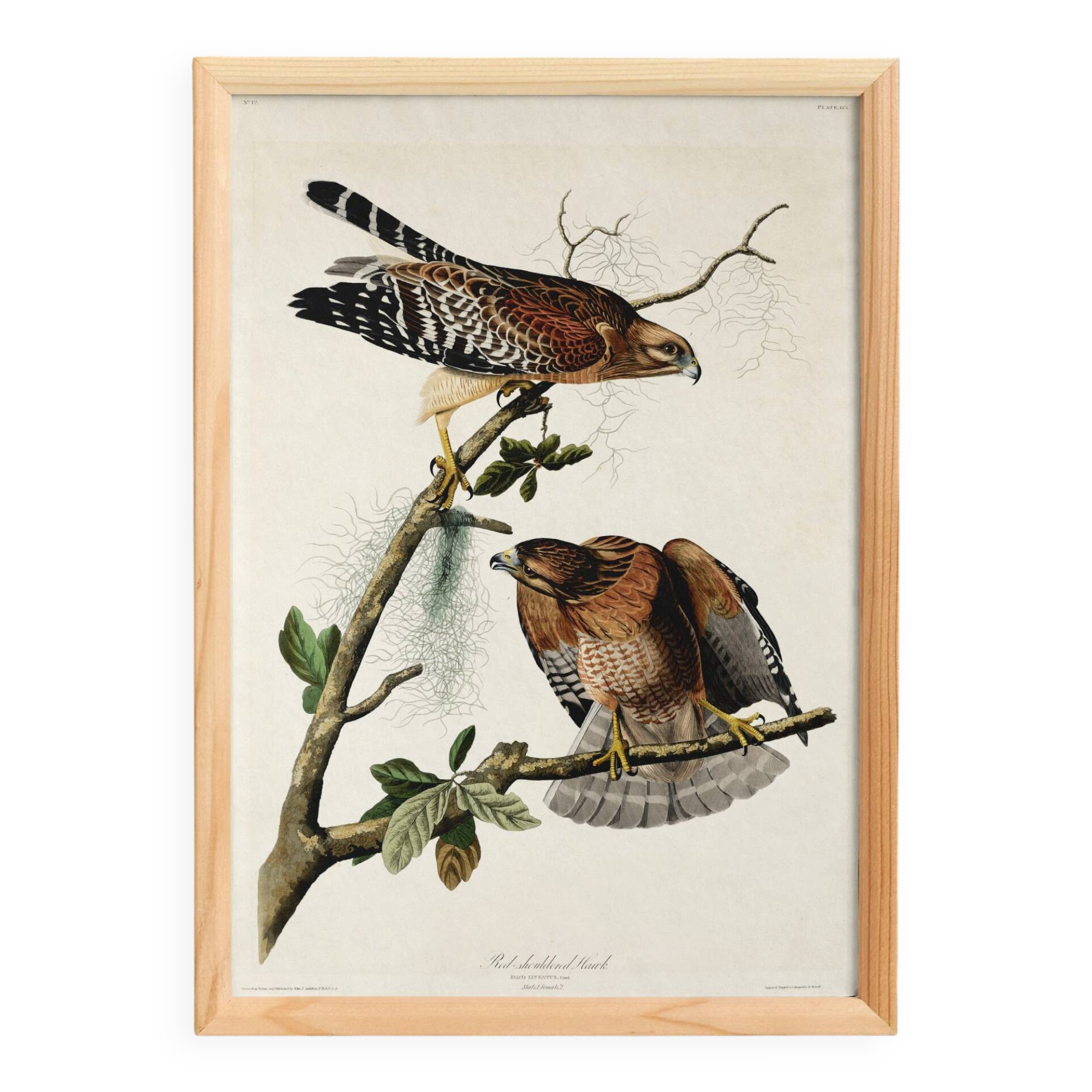 Poster of the Red-shouldered Buzzard, after an old engraving