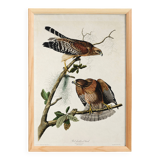 Poster of the Red-shouldered Buzzard, after an old engraving