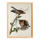 Poster of the Red-shouldered Buzzard, after an old engraving