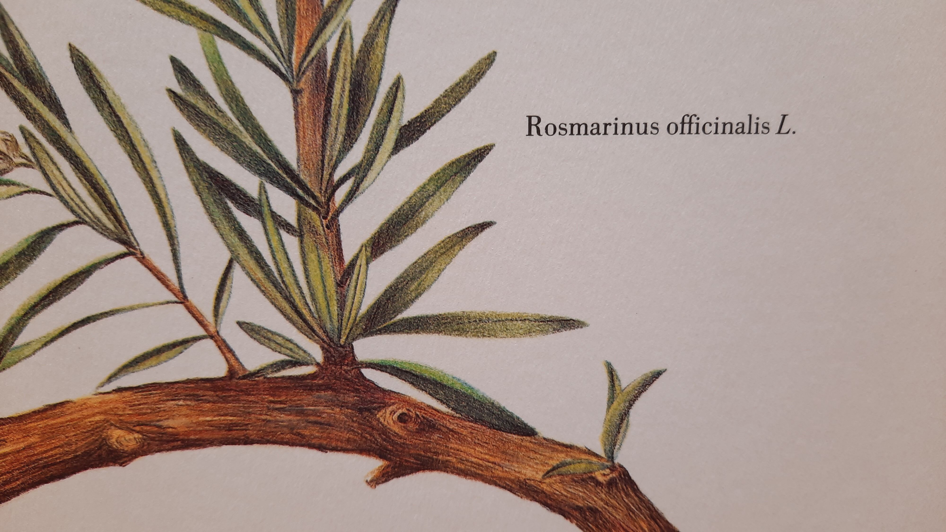 Botanical plank Romarin