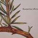 Botanical plank Romarin