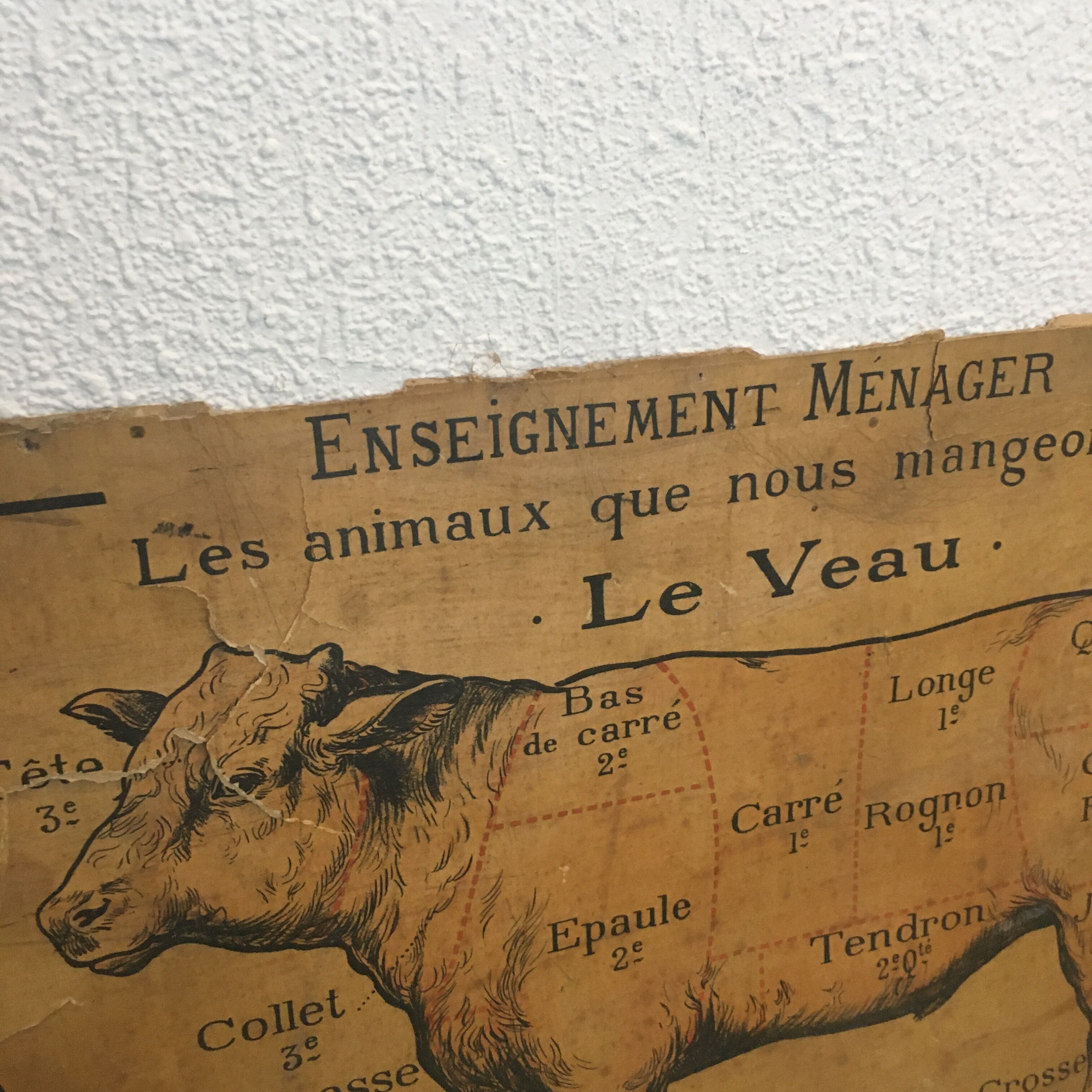 Pedagogical panel on the "Calf"