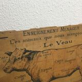 Pedagogical panel on the "Calf"