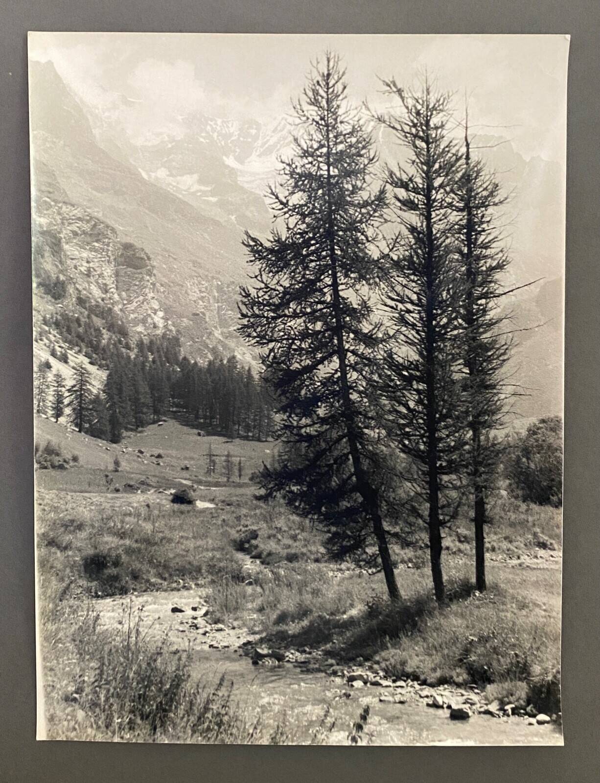 Bernard Darot silver gelatin photograph, 20th century, fir trees in the mountains