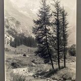 Bernard Darot silver gelatin photograph, 20th century, fir trees in the mountains