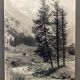 Bernard Darot silver gelatin photograph, 20th century, fir trees in the mountains