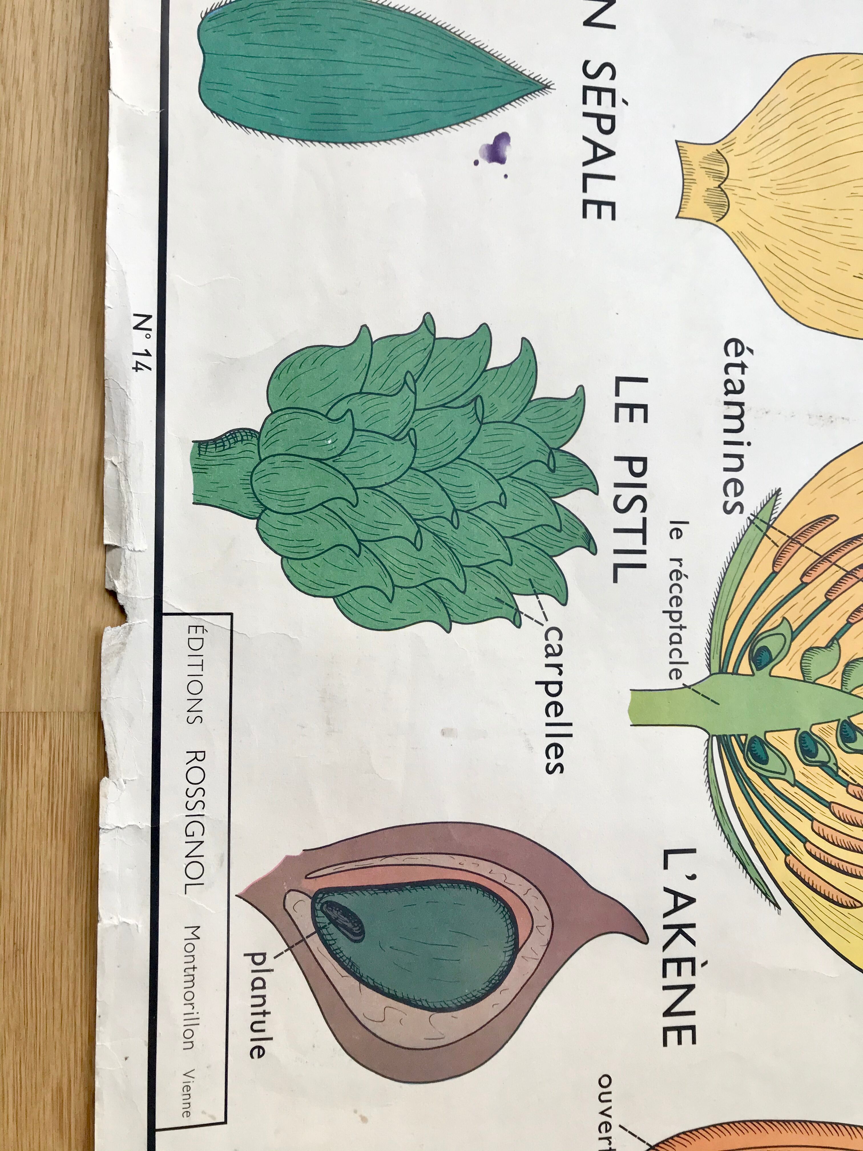 Rossignol pedagogical poster