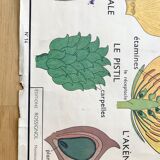 Rossignol pedagogical poster