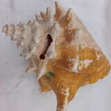 Shellfish