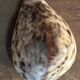 Lot of 8 old collectible shells - cabinet of curiosity