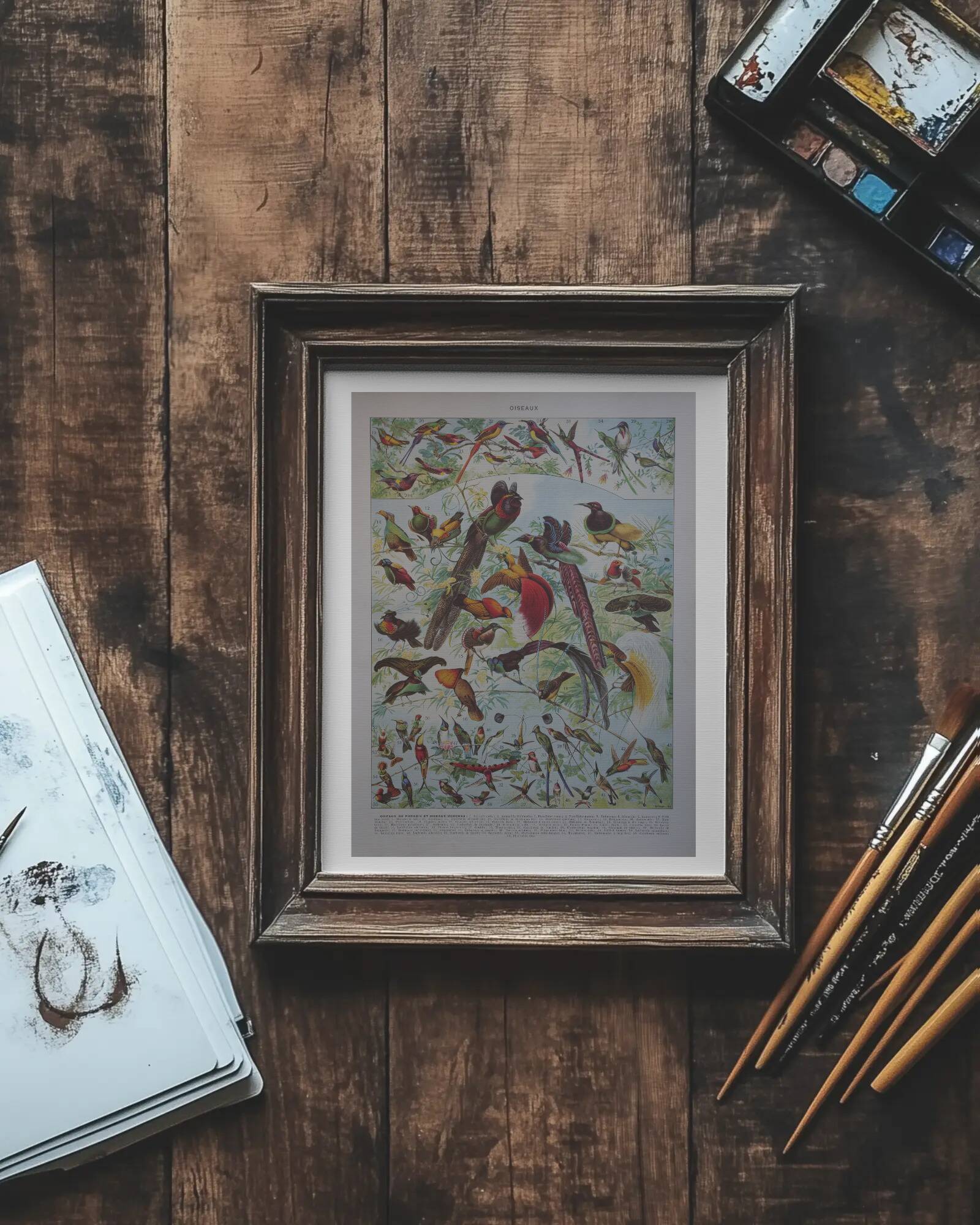 Original lithographs of birds of paradise and farmyard birds