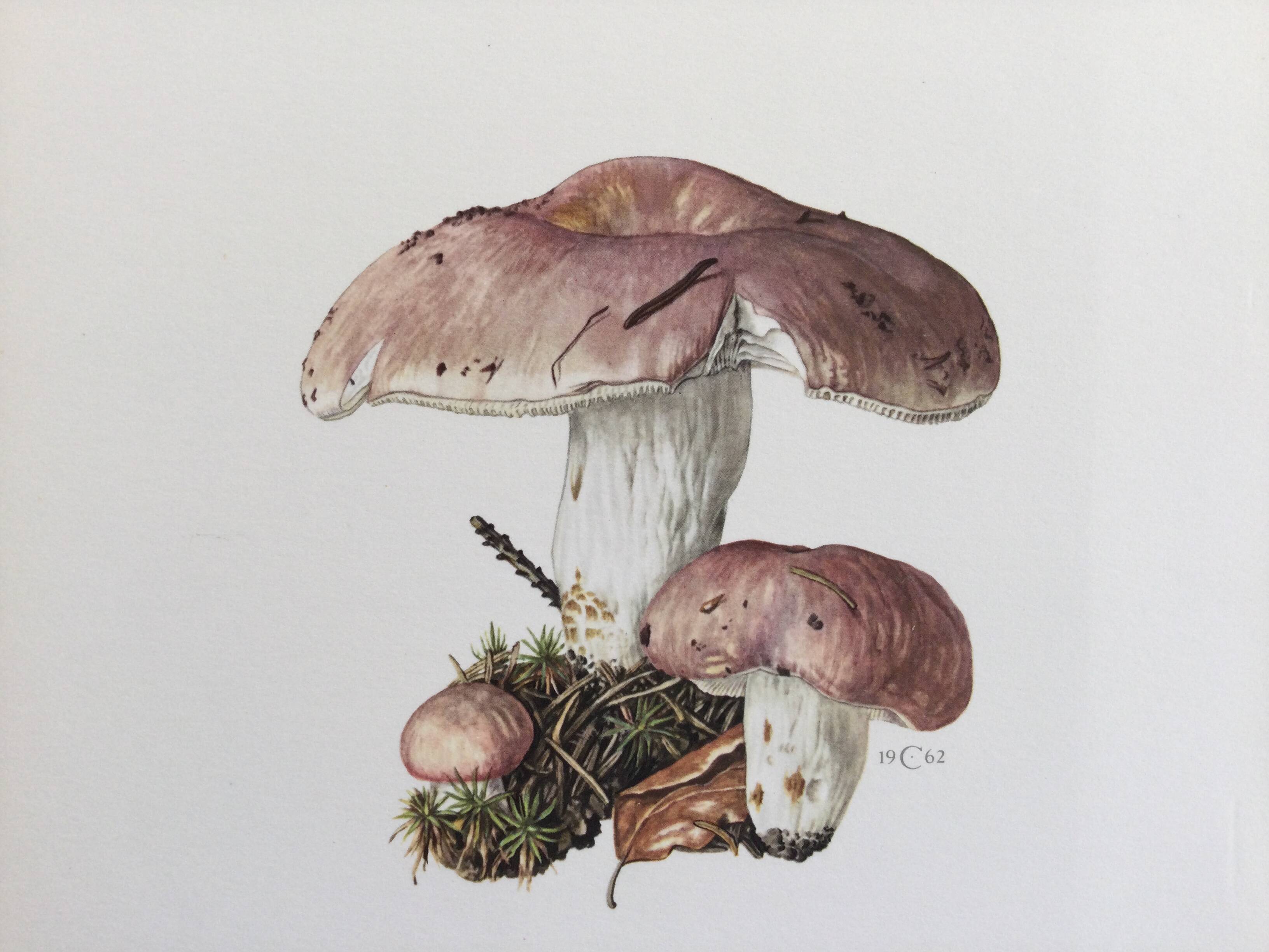 Botanical Illustration Mushrooms Russula Vintage Print 60s
