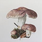 Botanical Illustration Mushrooms Russula Vintage Print 60s