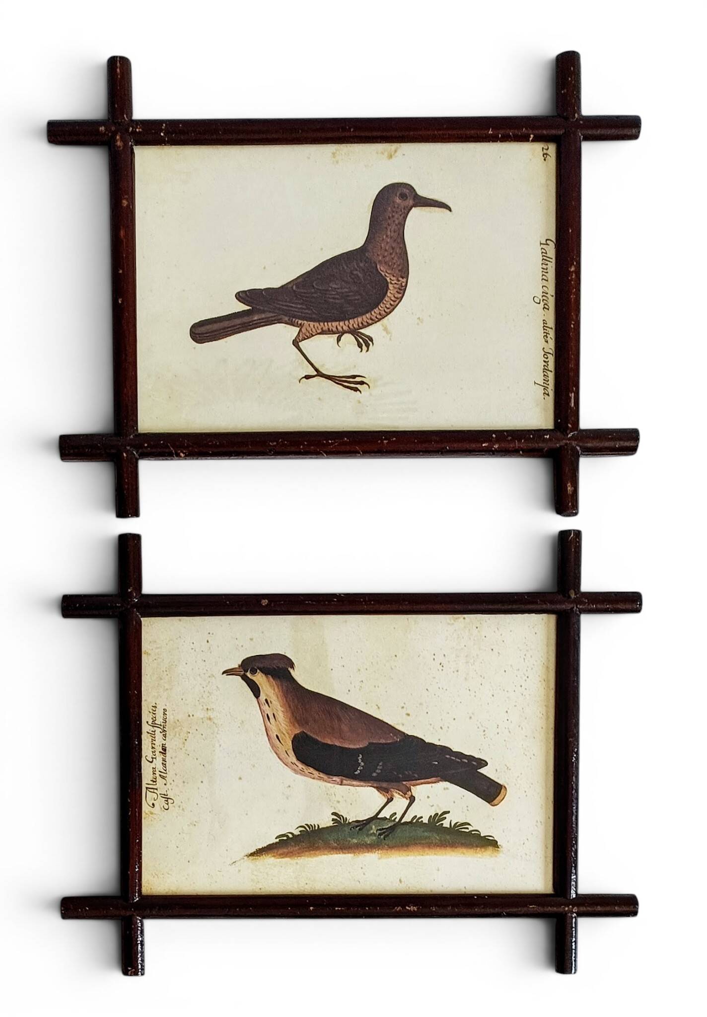 Pair of 19th Century French Folk Art Frames with Pomar Codex Bird Facsimiles