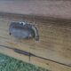 Old oak farmhouse table