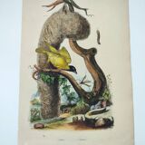 Old engraving from 1838 - Weaver and its nest - Hand-colored plate. zoology and ornithology