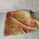 Zoomorphic dish ray
