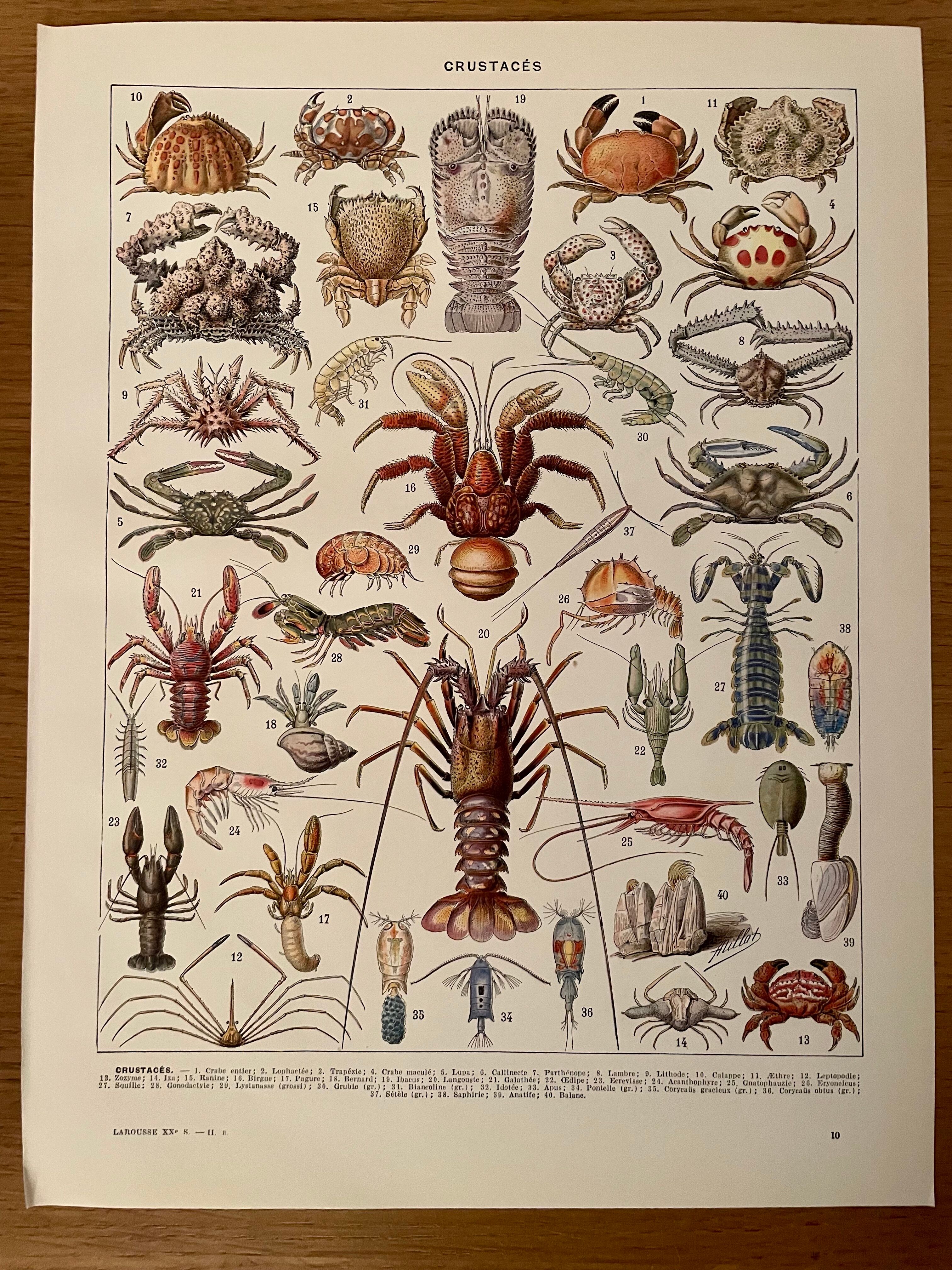 Lithograph on crustaceans from 1928