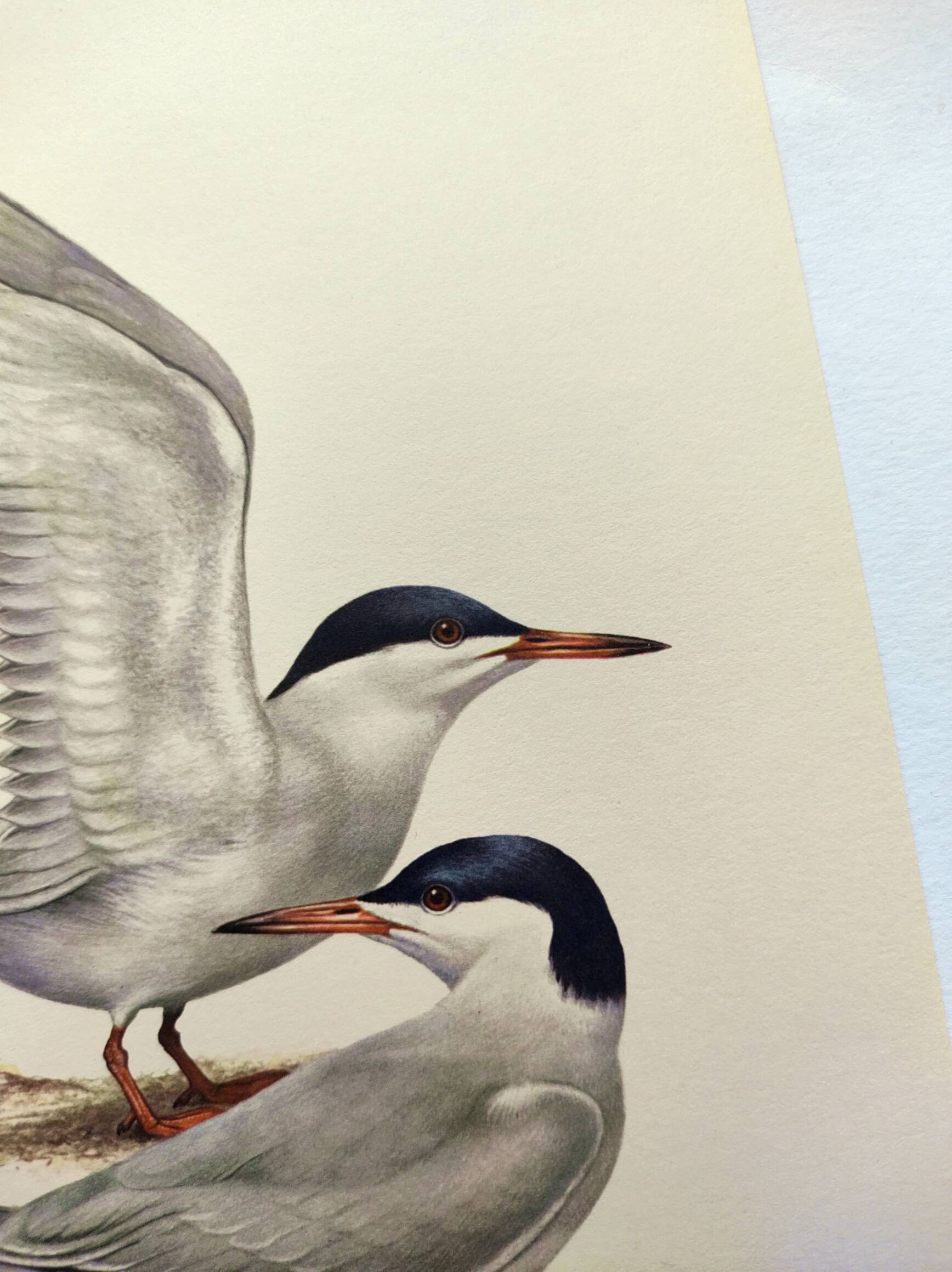 Antique bird print 1960 - Common Tern - seaside and beach