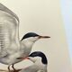 Antique bird print 1960 - Common Tern - seaside and beach