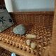Folding rattan shelf