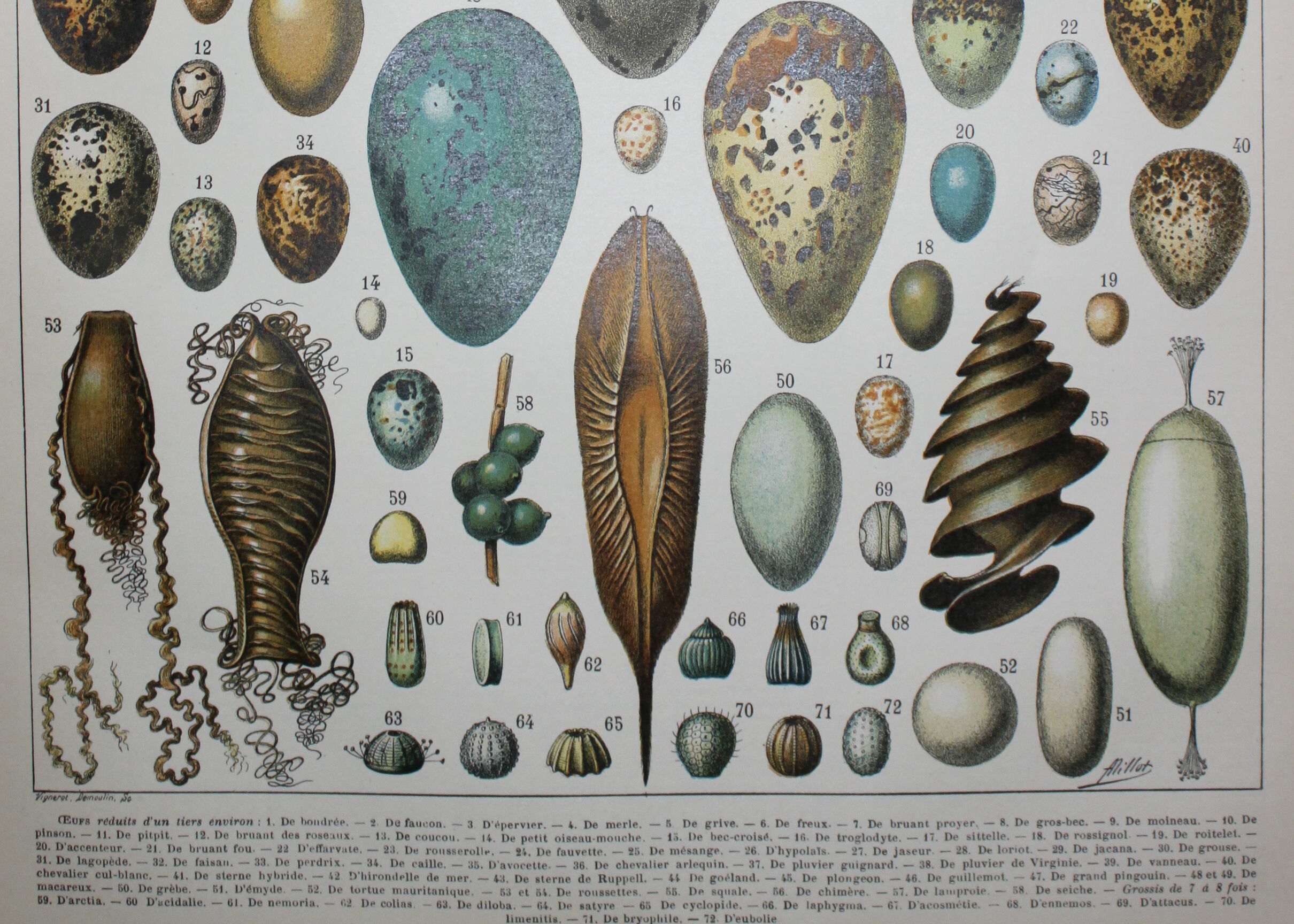Lithograph • eggs, birds, animals, zoology • Original lithograph from 1898