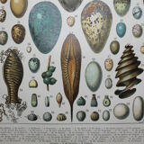 Lithograph • eggs, birds, animals, zoology • Original lithograph from 1898