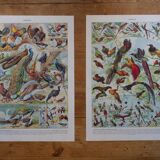 Original lithographs of farmyard birds and birds of paradise