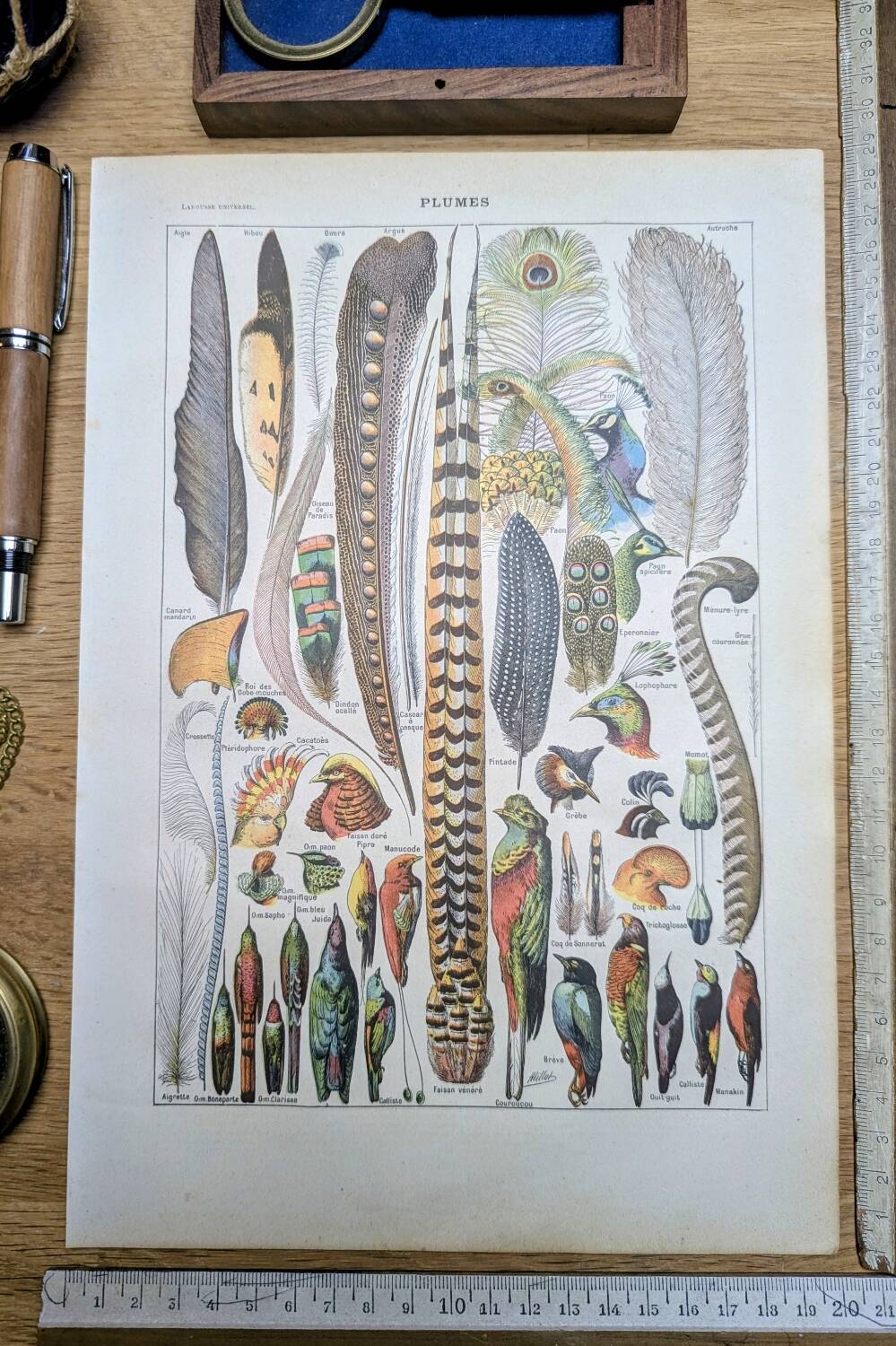 Printed in 1924, the feathers. Old naturalist illustration.