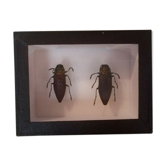 Entomological box with two beetles lampropepla rothschildi