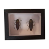 Entomological box with two beetles lampropepla rothschildi