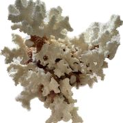 vintage coral branch