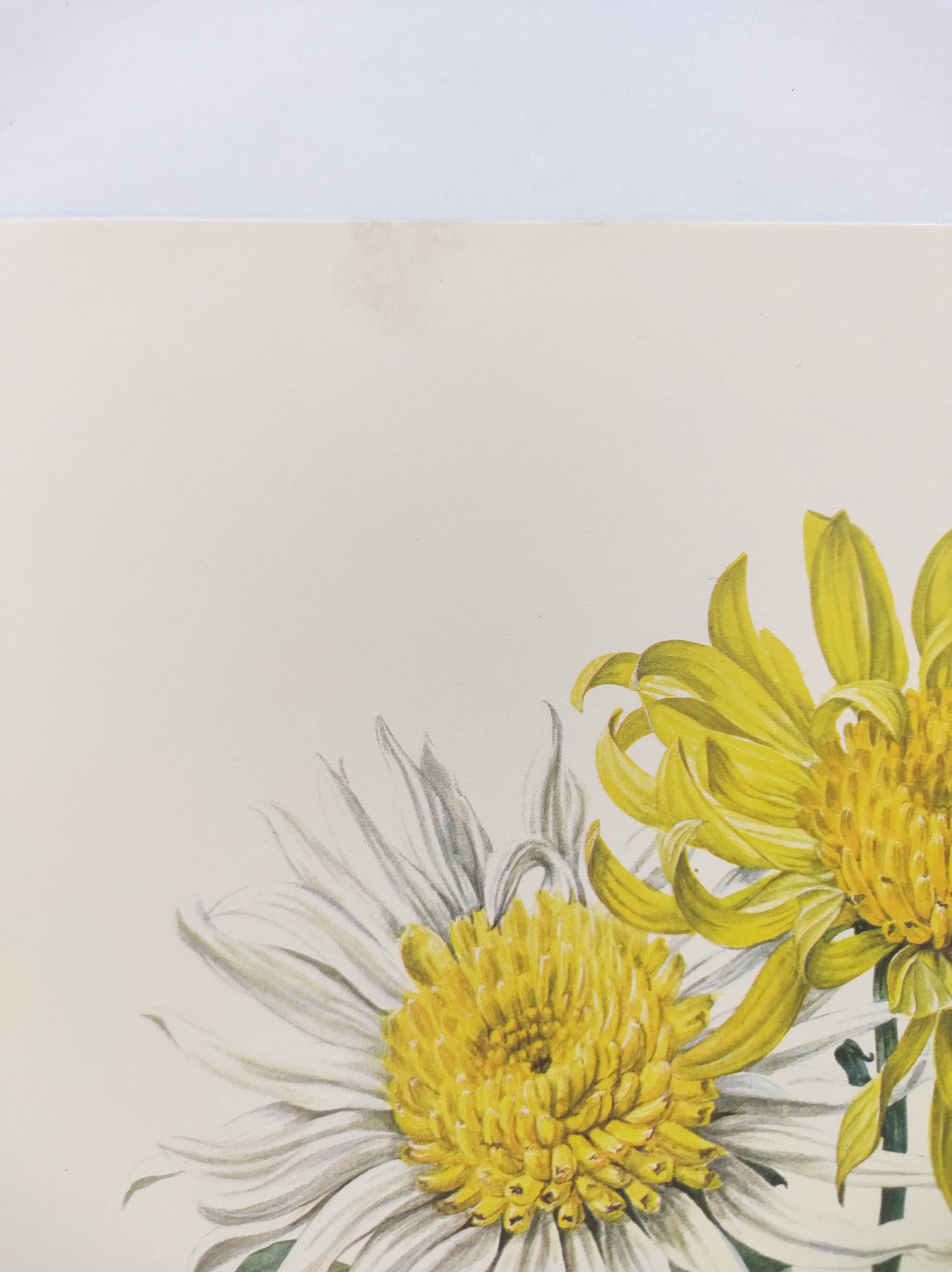 Vintage botanical plate from 1962 - Honeycomb Chrysanthemum - Plant engraving - Watercolor M.Rollinat