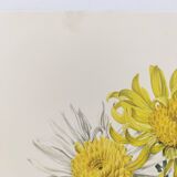 Vintage botanical plate from 1962 - Honeycomb Chrysanthemum - Plant engraving - Watercolor M.Rollinat