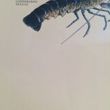 Original vintage marine wildlife poster, 80s