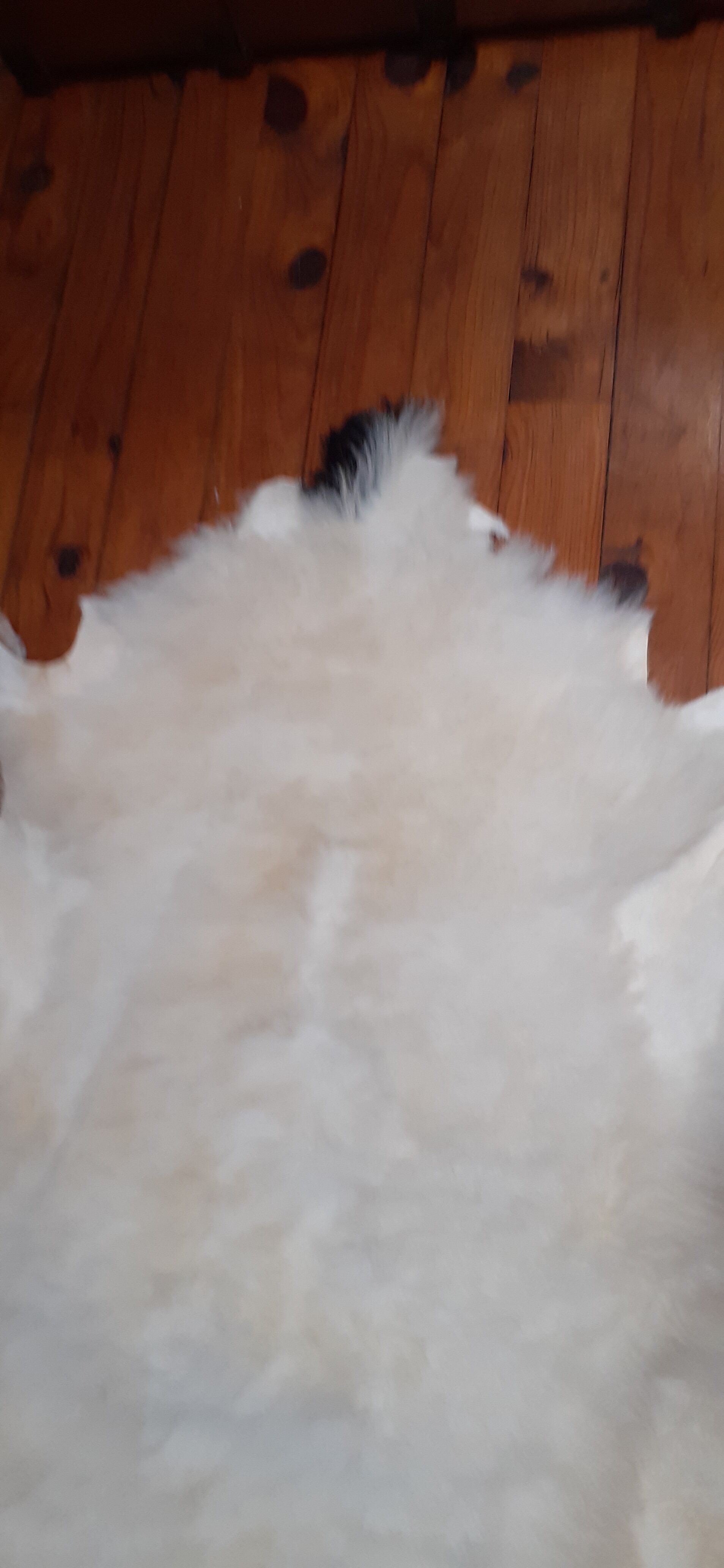 New sheepskin