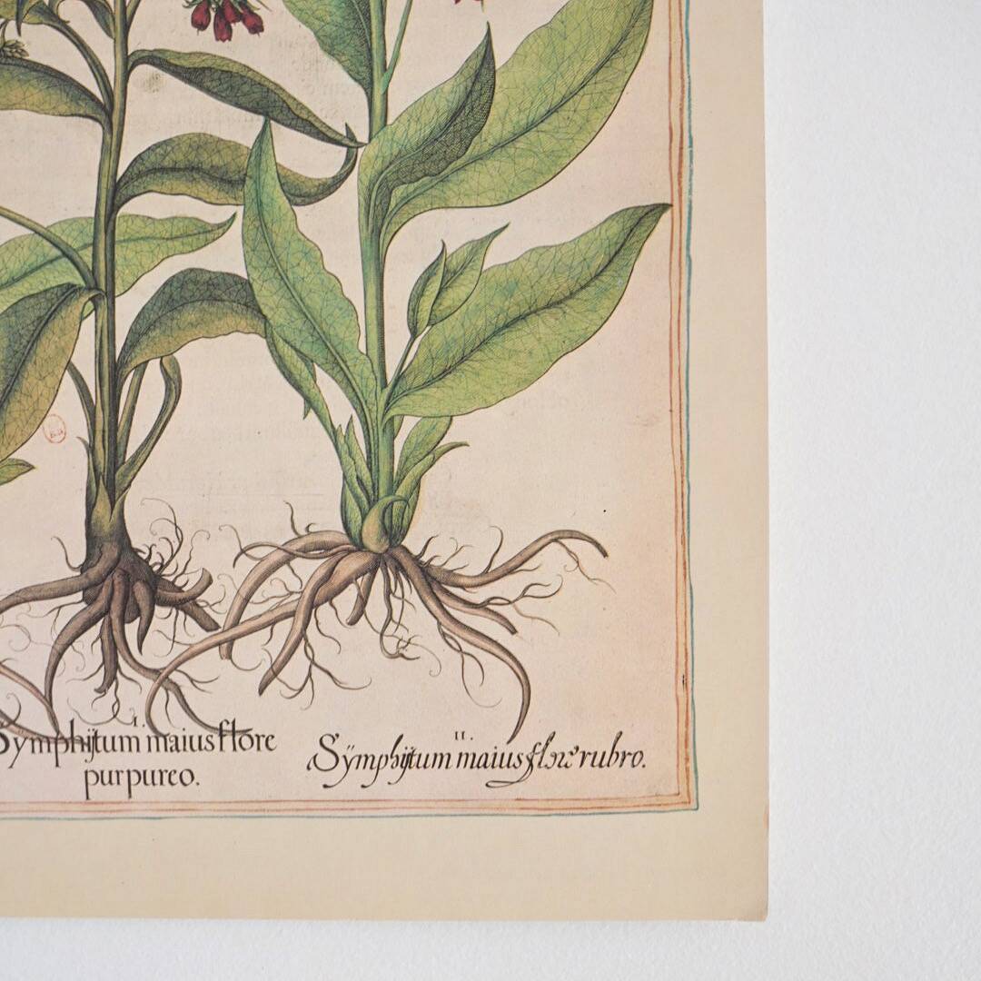 Planches herbier ancien