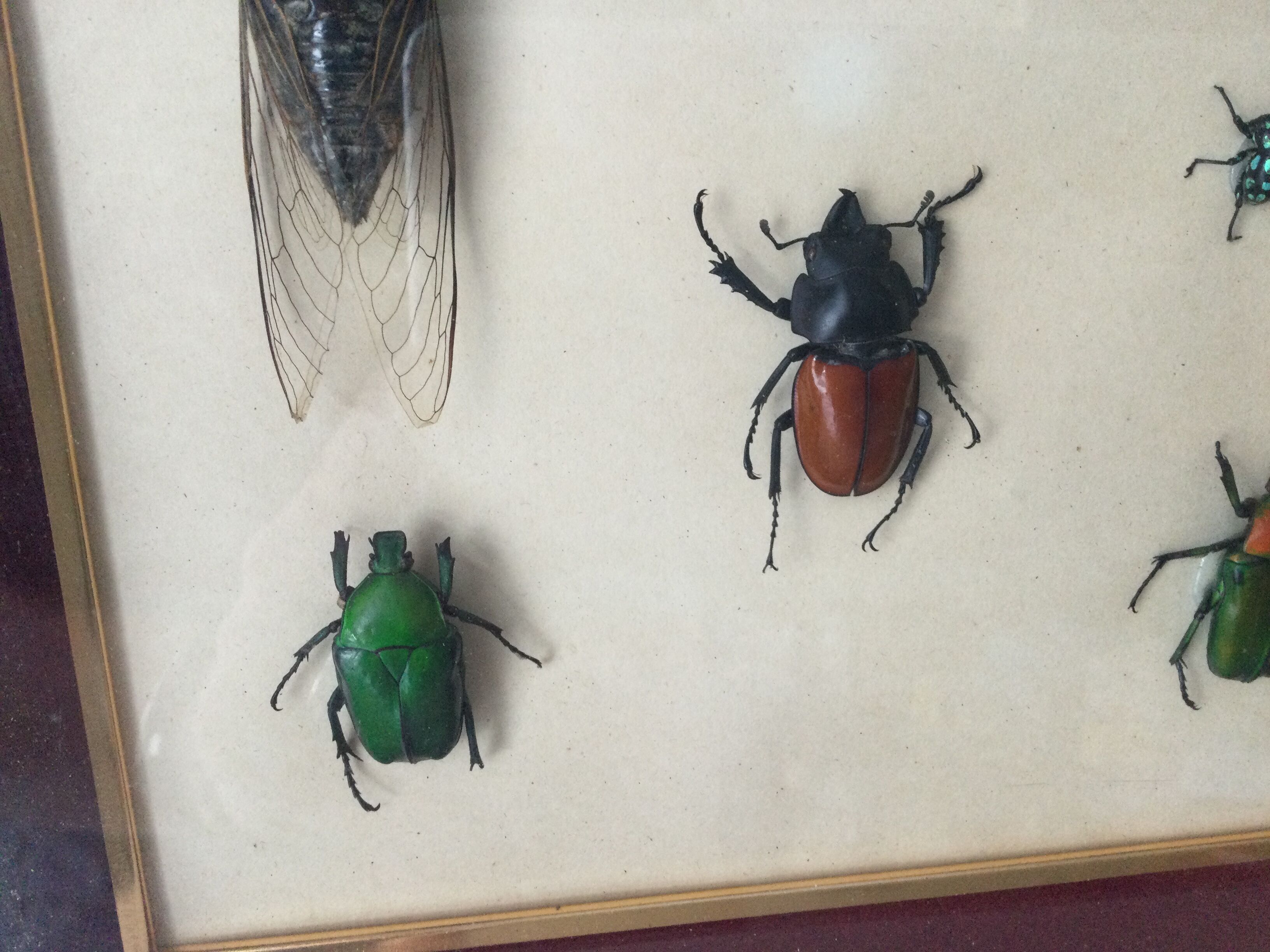 Subframe beetles