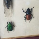 Subframe beetles
