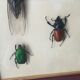 Subframe beetles
