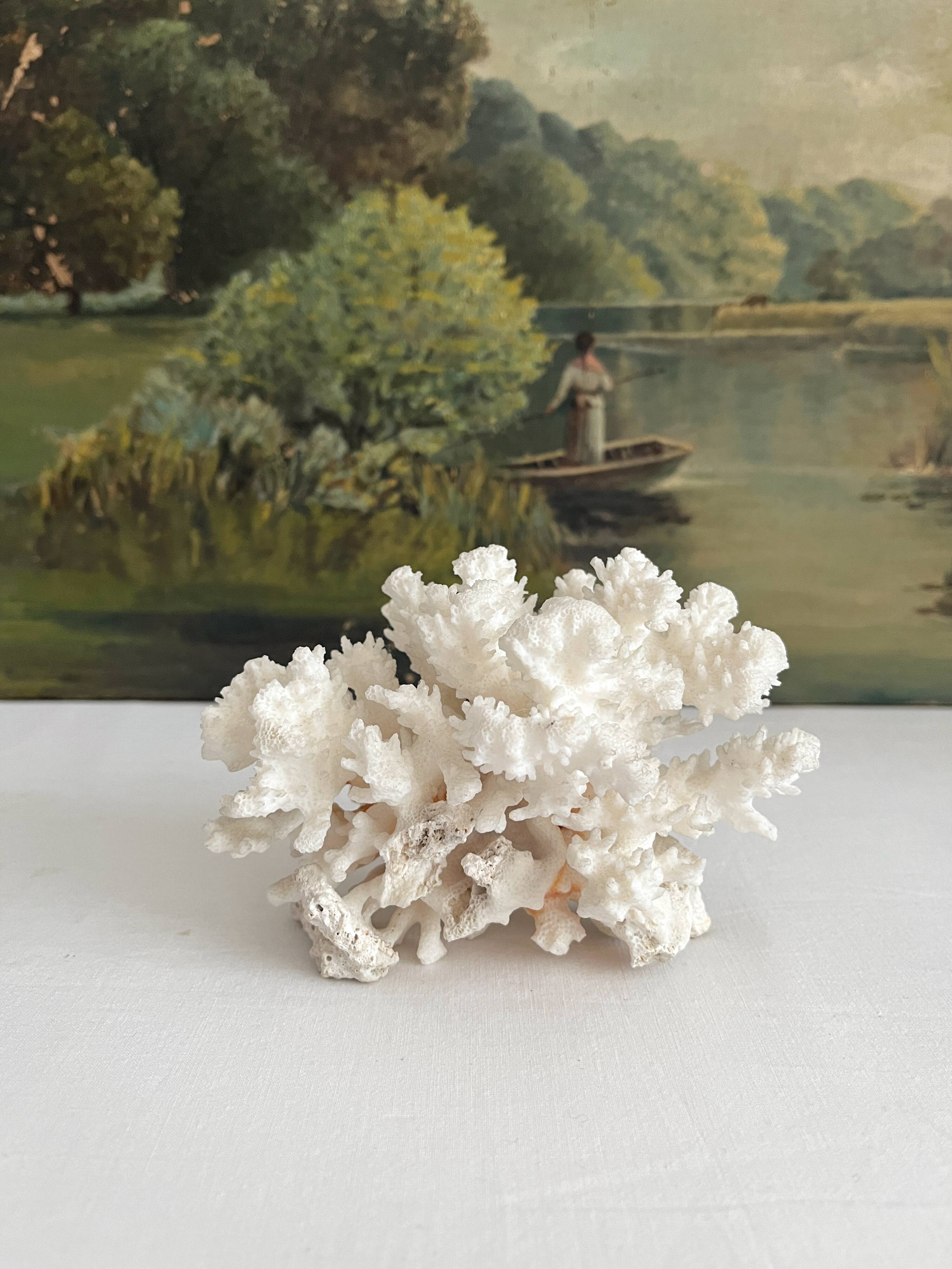 White coral old cabinet of curiosities