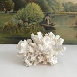 White coral old cabinet of curiosities