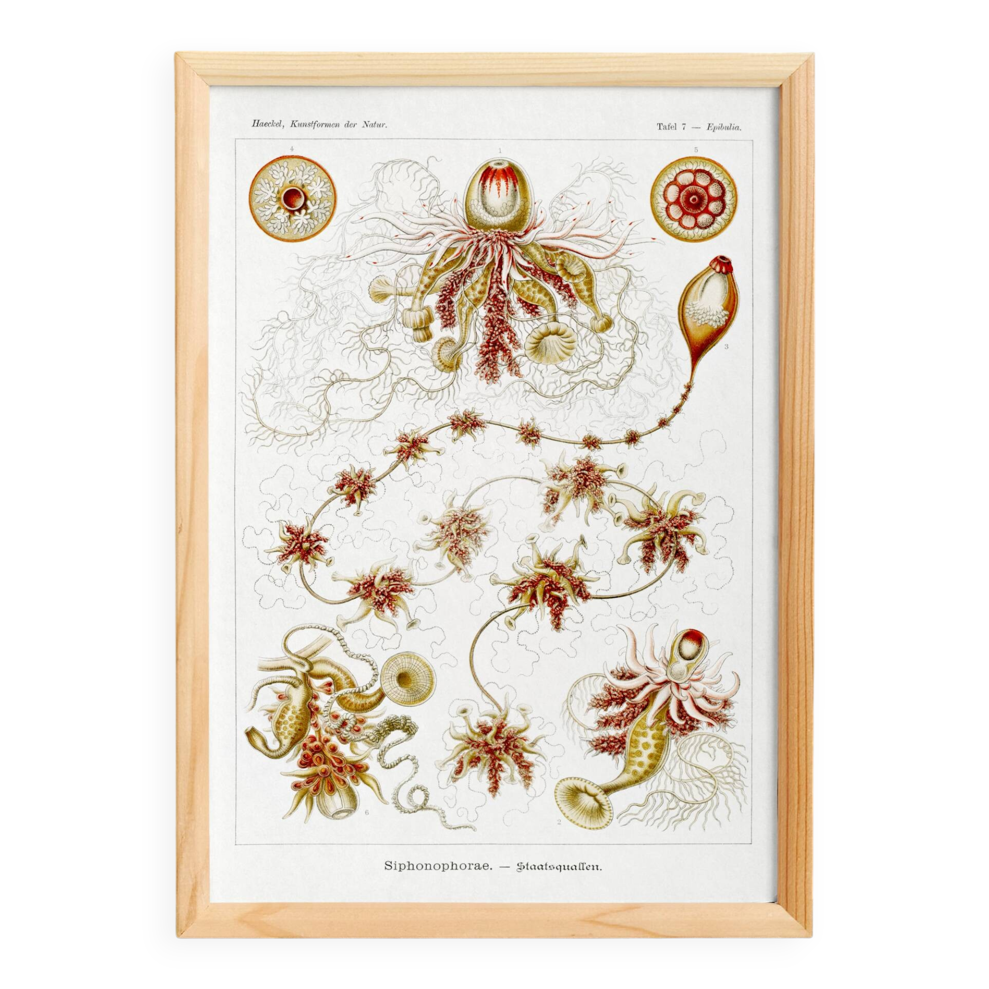 Poster about plankton, based on an old lithograph from 1904.