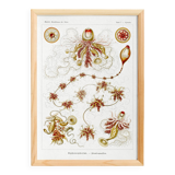 Poster about plankton, based on an old lithograph from 1904.