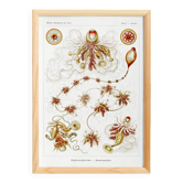 Poster about plankton, based on an old lithograph from 1904.